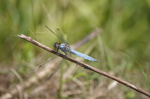 Orthetrum brunneum
