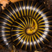 Iron Millipedes - Photo (c) Graham Wise, some rights reserved (CC BY)