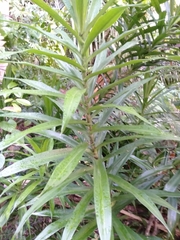Dracaena angustifolia