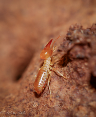 Occasitermes occasus