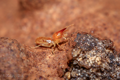 Occasitermes occasus