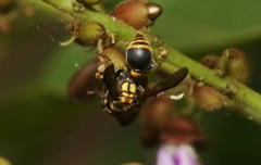 Ropalidia socialistica