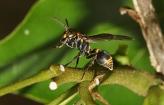 Ropalidia socialistica