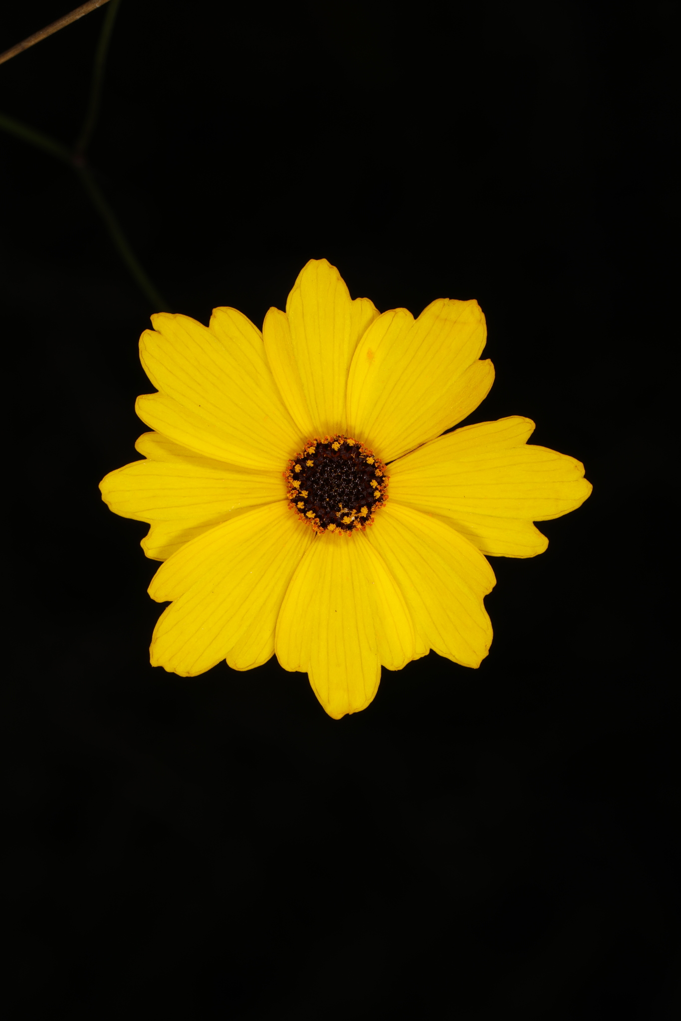 Coreopsis leavenworthii