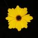 Coreopsis leavenworthii - Photo (c) Judy Gallagher,  זכויות יוצרים חלקיות (CC BY), uploaded by Judy Gallagher