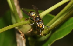 Ropalidia socialistica