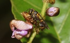 Ropalidia socialistica