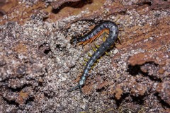 Scolopendra laeta
