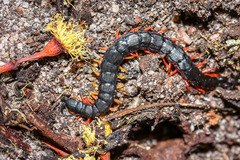 Scolopendra laeta