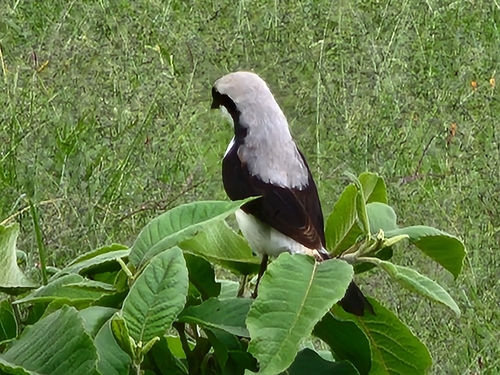 Grey-backed Fiscal