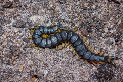 Scolopendra laeta
