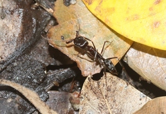 Odontomachus cephalotes