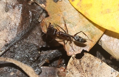 Odontomachus cephalotes