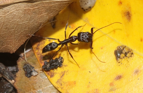 巨首大齿猛蚁Odontomachus cephalotes