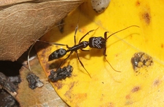 Odontomachus cephalotes