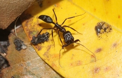 Odontomachus cephalotes