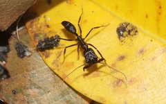 Odontomachus cephalotes