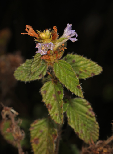 Bretonica peluda