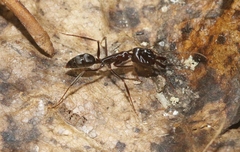 Odontomachus cephalotes