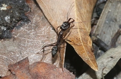 Odontomachus cephalotes