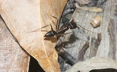 Odontomachus cephalotes