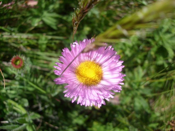Erigeron caucasicus ssp. venustus