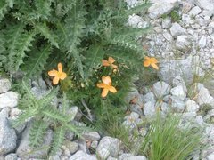 Papaver oreophilum
