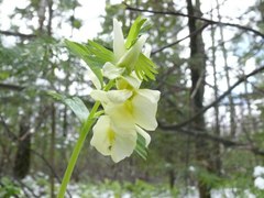 Corydalis bracteata
