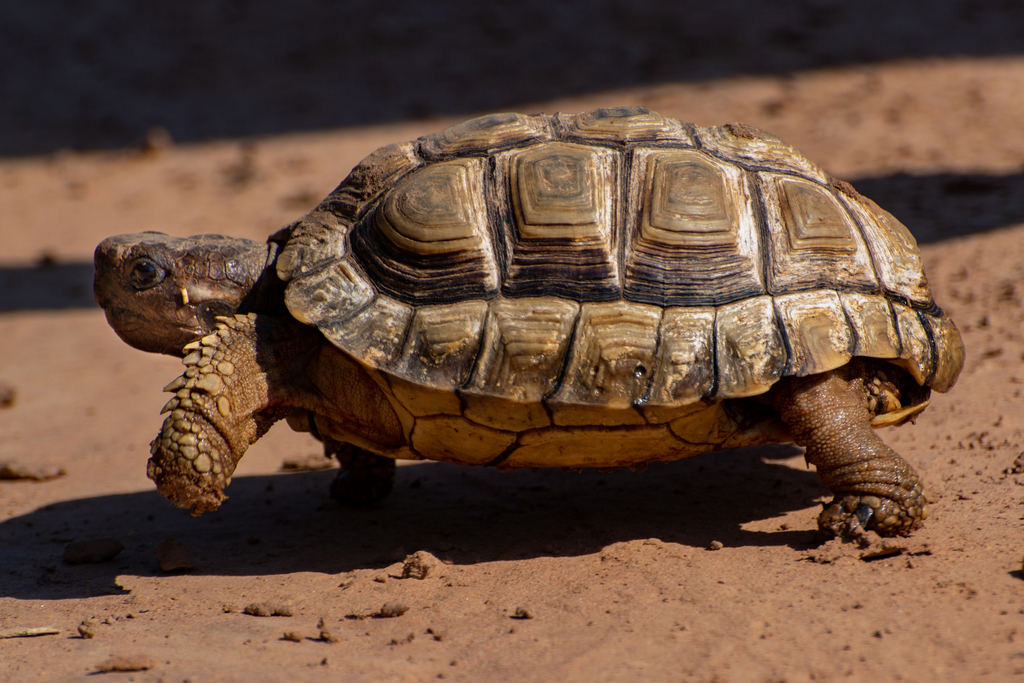 Chaco Tortoise in December 2022 by Andres Ulibarrie · iNaturalist