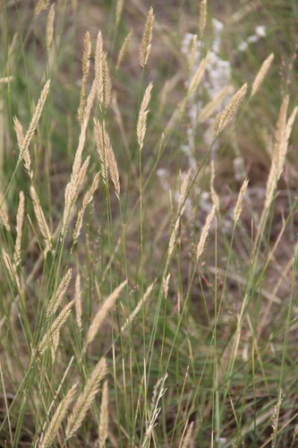 Agropyron desertorum iNat (2)