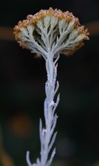 Hymenolepis