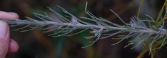 Hymenolepis