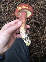 Tricholomopsis rutilans image