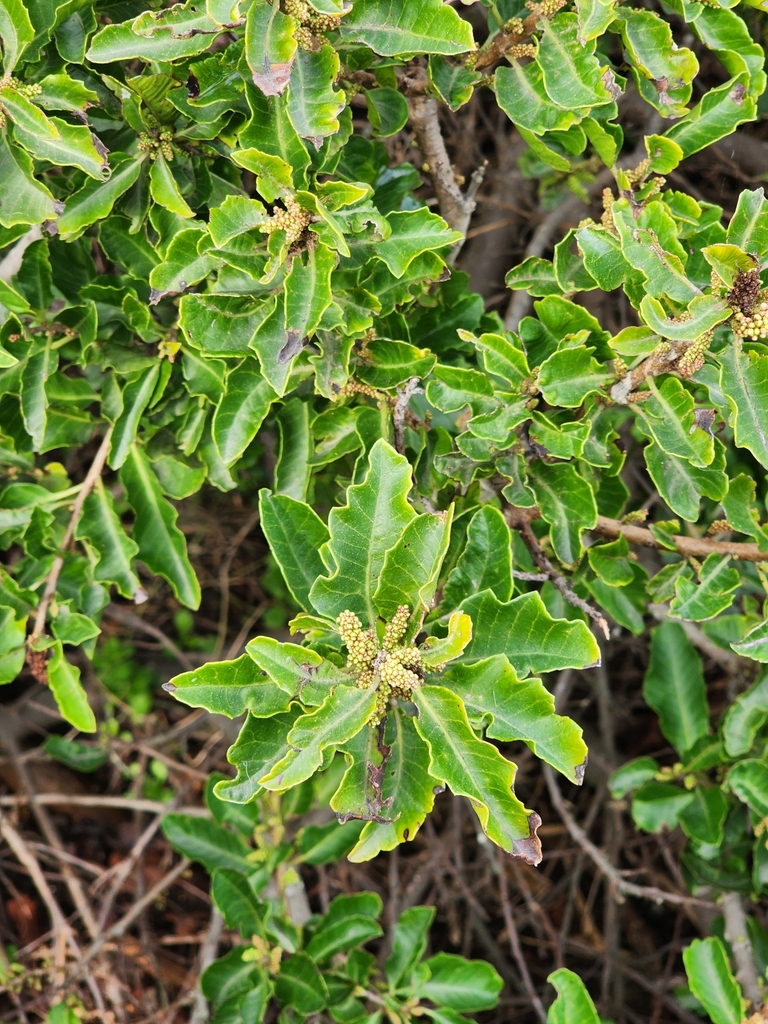 chilean pepper tree from Santo Domingo, Valparaíso, Chile on July 30 ...