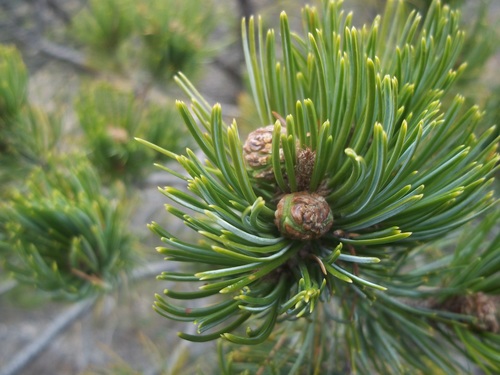 Image of Pinus johannis by (c) Leticia Jiménez Hernández, some rights reserved (CC BY-SA)