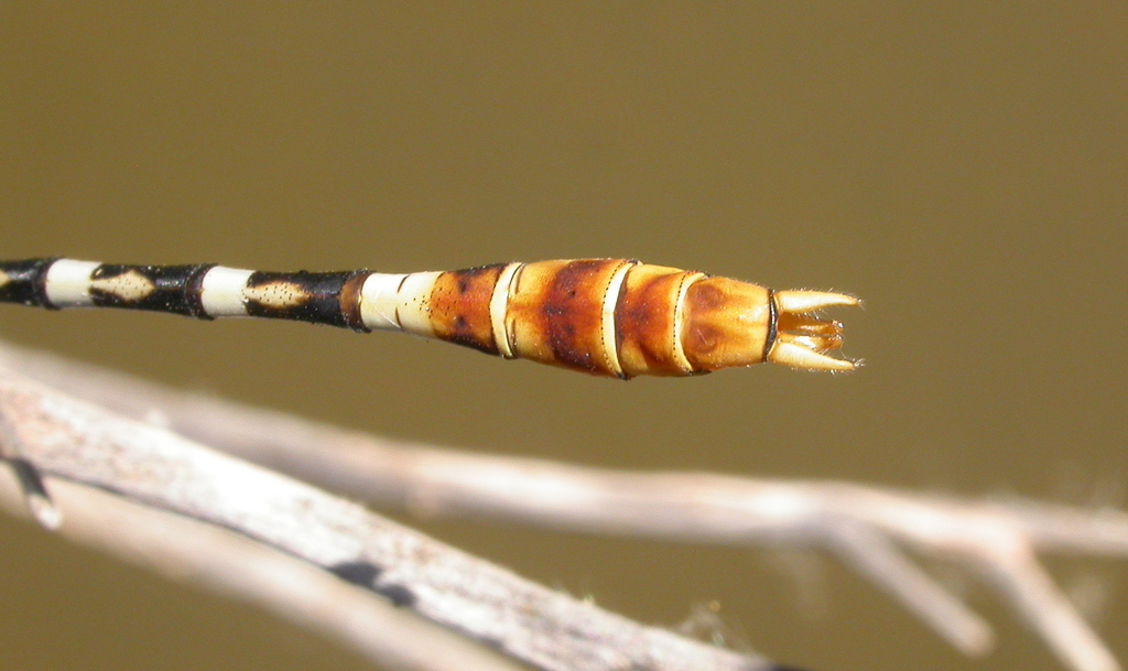 White-belted Ringtail