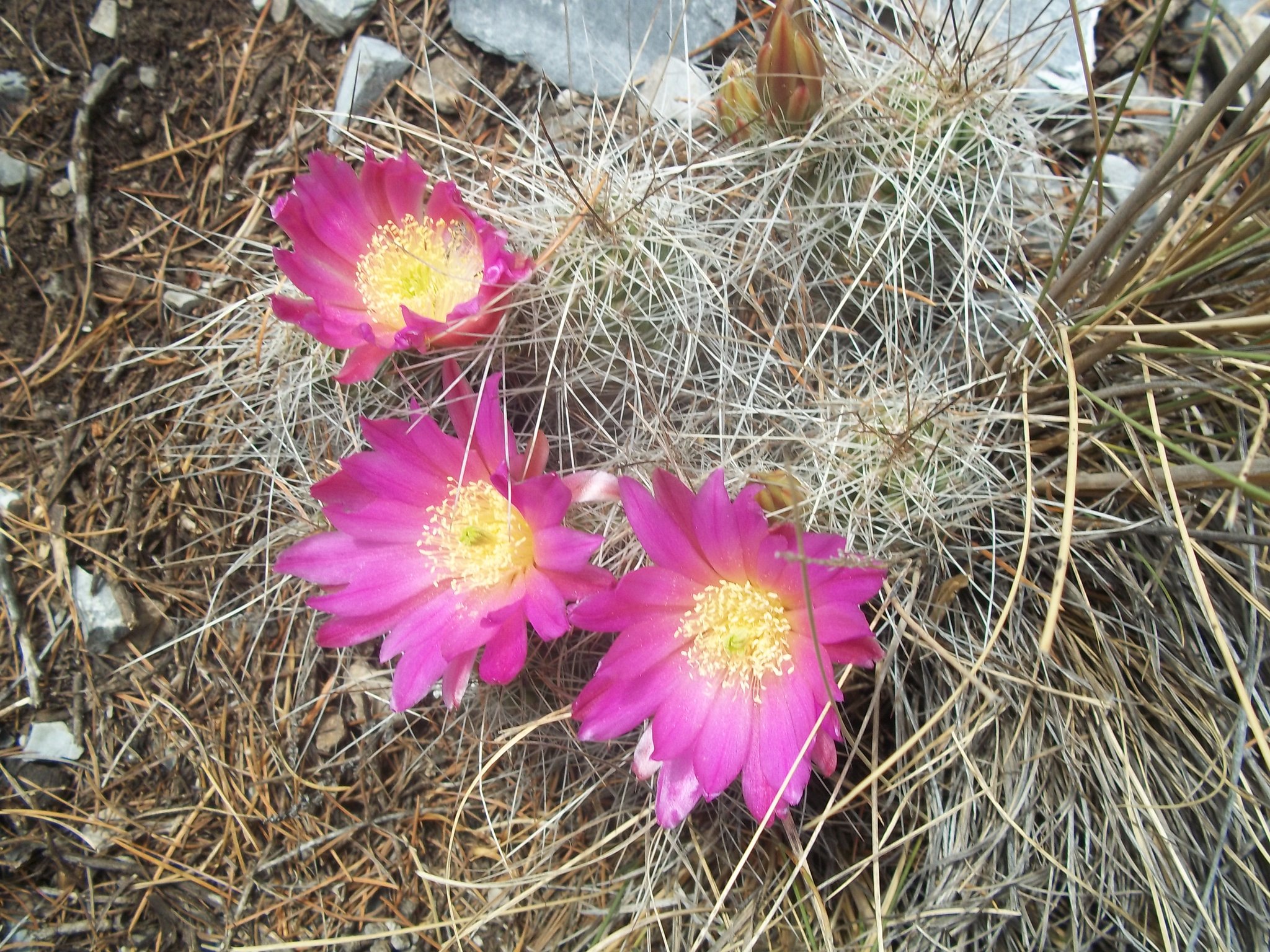Echinocereus parkeri ssp. mazapilensis