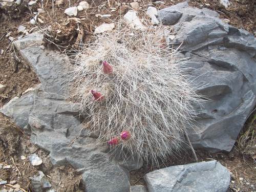 Echinocereus parkeri