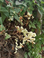 Antigonon flavescens