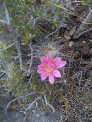 Echinocereus parkeri