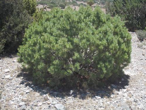 Image of Pinus johannis by (c) Leticia Jiménez Hernández, some rights reserved (CC BY-SA)