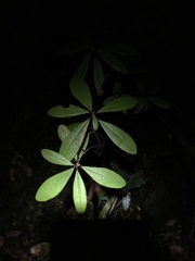 Rhododendron columbianum