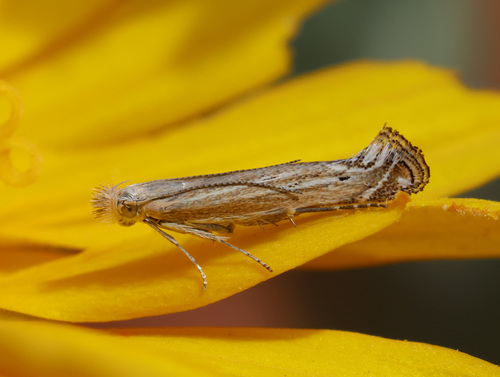 Isophrictis magnella photo 4