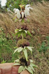 Monarda maritima
