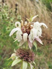 Monarda maritima