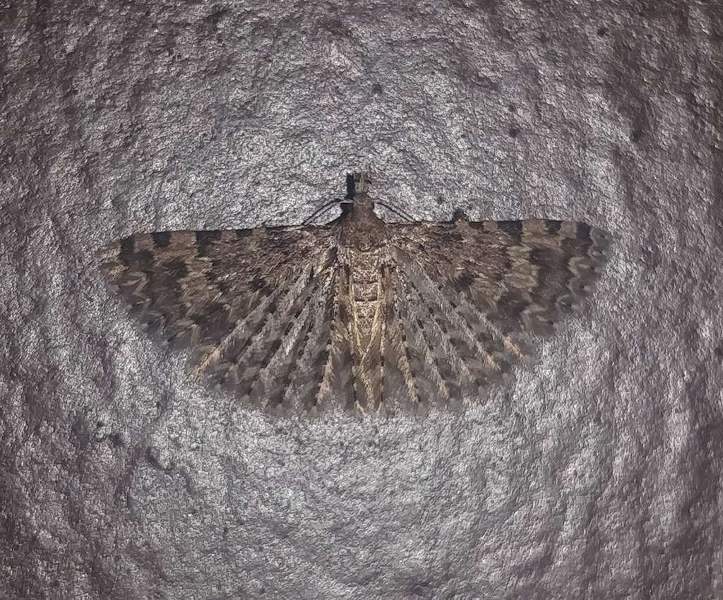 Alucita canariensis