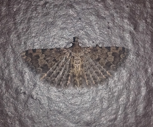 Alucita canariensis