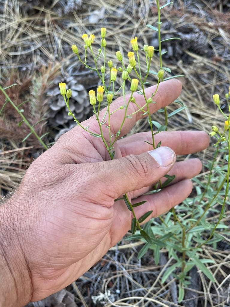 Erigeron inornatus var. inornatus
