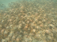 Leptomithrax gaimardii