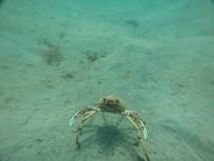 Leptomithrax gaimardii